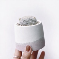 (預購) 莫蘭迪粉系列 | 白星 毛絨絨寶貝 圓形漸層水泥仙人掌植栽