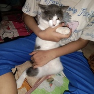 kucing anggora