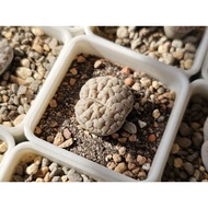 Lithops Gracilidelineata 6years C189荒玉/超脑纹189荒玉/7年大母本/屁屁生石花❤️🇲🇾Ready stock/plant