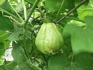 2 Chayote fruit seeds:Package Contatins seeds