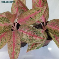 KMD11.30✖✑◙aglaonema plants in different varieties