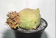 特價！6.2cm 巨形  方形凝蹄玉 多肉植物  (n/塊根，象牙宮，龜甲龍，大黑，布紋球)