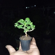 bonsai sito sancang paket tiga ( 3 ) pohon siap pajang