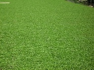 ขายส่ง เมล็ดหญ้านวลน้อย Manila Grass Temple Grass หญ้าปูสนาม สนามหญ้า หญ้าญี่ปุ่น พืชตระกูลหญ้า เมล็ดพันธ์หญ้า ชนิดหญ้า 500 กรัม