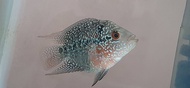 [1pcs] Baby Flowerhorn Shortbody freshwater fish (no DOA)