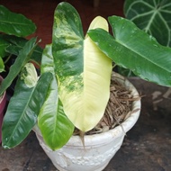 Philodendron burle marx varigata - Tanaman hias