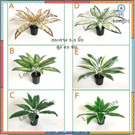 ((ต้นไม้มงคล!)) ต้นว่านมงคล เสมือนจริง สูง 40 ซม. #ต้นไม้ปลอมตกแต่งบ้าน Leeartplants flashsale ลดกระหน่ำ