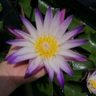 Water Lily Purple Joy live plant/Bunga teratai hidup/Aquatic plants/Pokok hiasan kolam/Pokok bunga h