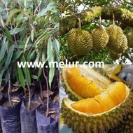 MM- Anak Pokok Durian Duri Hitam – Ochee (Black Thorn) Kahwin 3-4 kaki (polibeg 16x18 inci)