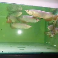 arwana golden red 20cm