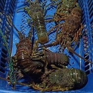 udang lobster hidup