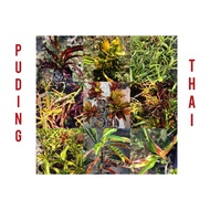 pokok bunga puding kampung thai / puding thai murah