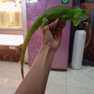 iguana green het blue juve 70cm