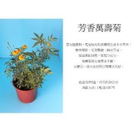 心栽花坊-芳香萬壽菊/5吋/香料/香草/藥用/售價120特價100