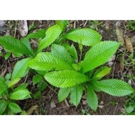 Keratan batang pokok mempelas berakar 2 pokok