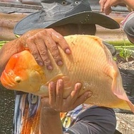Indukan Gurame Padang Super
