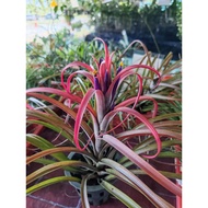 Air Plant. Tillandsia Aff Capitata
