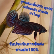 ปลากัดเก่งอีสานสายกัดลูกผสมหม้อมาเลย์เชื้อ25% เหลี่ยม เชิงดี คัดผ่านสนามสายเดิมพัน รับประกันการจัดส่ง