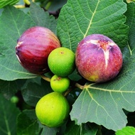 Fig Seeds Four Seasons Courtyard Sowing Honey Fruit Seeds Milk Berries Fairy Fruit Saplings Fruit Tr
