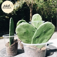 (POST EVERYDAY) CACTUS OPUNTIA / PRICKLY PEA / NOPAL CACTUS