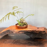 台灣牛樟-閃花藝品檯面