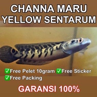 - channa maru ys (yellow sentarum) free pelet 10gram ,