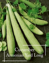 *Rare* Heirloom Armenian Yard Long Cucumber Seeds - 10 Seed *Pot Friendly* Tanam Pasu Climb Heirloom