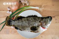 【龍虎石斑魚】600g±10%/尾/魚塭直賣所/產地直送/生鮮食品/海鮮伴手禮/小廚房便利煮