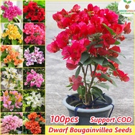 [100% Original Seed] Dwarf Bougainvillea Bonsai Seeds Assorted Flower Seeds for Planting (100 pcs/pack) Ornamental Flowering Plants Seeds Potted Live Plants for Sale Indoor and Outdoor Real Plants Home Garden Decor Gardening Seeds Philippines Easy To Grow