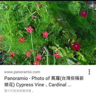 紅蔦蘿種子100顆(俗稱新娘花)