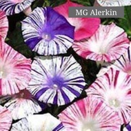 Morning Glory Moonflower Biji Benih (7-15 ikut jenis)