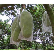 62x100  pembalut buah sarung nangka sarung dan cempedak sarungJackfruit coconut sarung 菠萝蜜套袋，小菠萝蜜套袋，
