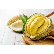 Anak Pokok Durian Tekka @ D160