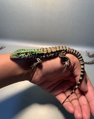 Reptil - Baby Tegu Chacho / Baby Tegu / Reptil Tegu