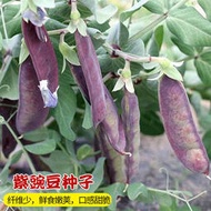 紫甜豌豆種籽紫荷蘭豆種子 種籽春季秋季四季四季豆扁豆蔬菜子fpny