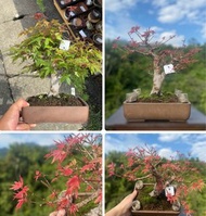 日本出猩猩楓樹盆景