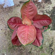 Aglonema Kochin Brown uk Dewasa