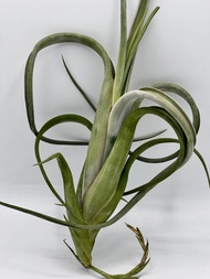 Tillandsia Intermedia Gaint ทิลแลนเซีย ต้นไม้รากอากาศ