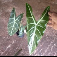 pohon keladi Amazon lokal