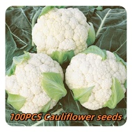 100PCS Cauliflower seeds for planting/High Yield Organic vegetable seeds outdoor bonsai plant seeds