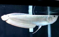 ikan arwana silver red 20cm