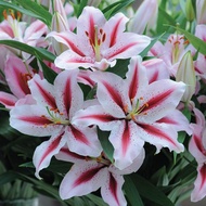 20 เมล็ด ดอกลิลลี่ ความสง่างามมาตั้งแต่ยุคโรมัน Lily Seeds สายพันธุ์ Lily Dizzy