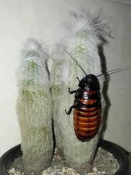【石在好玩】馬達加斯加蟑螂Gromphadorhina portentosa成體1隻