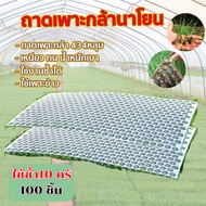 ถาดเพาะกล้านาโยน มี 434 หลุม (Seedling tray) มีให้เลือก 100 ชิ้น ถาดนาโยน ถาดเพาะนาโยน กล้านาโยน นาโ
