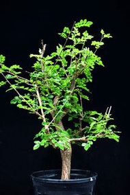 #389 般若漆樹 Operculicarya borealis / 塊根植物 Caudex / 另售象牙宮、龜甲龍、念珠橄欖、橄欖樹、象足漆樹