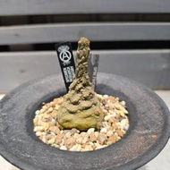 四方擬蹄玉 塊根植物 連 樂信燒花盆