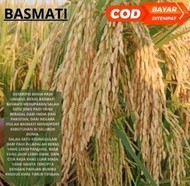 BENIH/BIBIT PADI BASMATI KMSAN 1KG KUALITAS UNGGUL