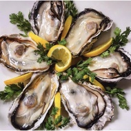 Japanese Frozen Oyster 10pcs