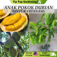 Anak Pokok Durian (Untuk Ditanam) Musang King / Tupai King / Duri Hitam Real Live Plant Pokok Hidup 猫山王榴莲 松鼠王榴莲 黑刺榴莲