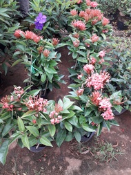 CÂY HOA MAI THÁI [ BẦU TO CÂY ĐẸP NHƯ HÌNH ] [BEST Express]